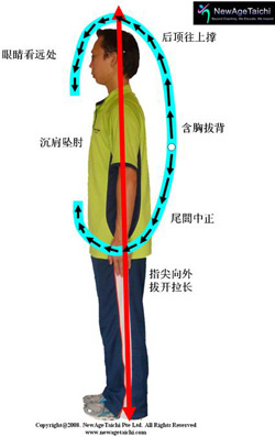 Optimal Postural Alignment Using Tai Chi Principles